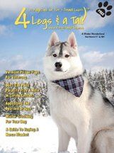 husky in the snow wearing a bandana on magazine cover