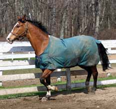 a brown horse wearing a blue blanket is running in a field .