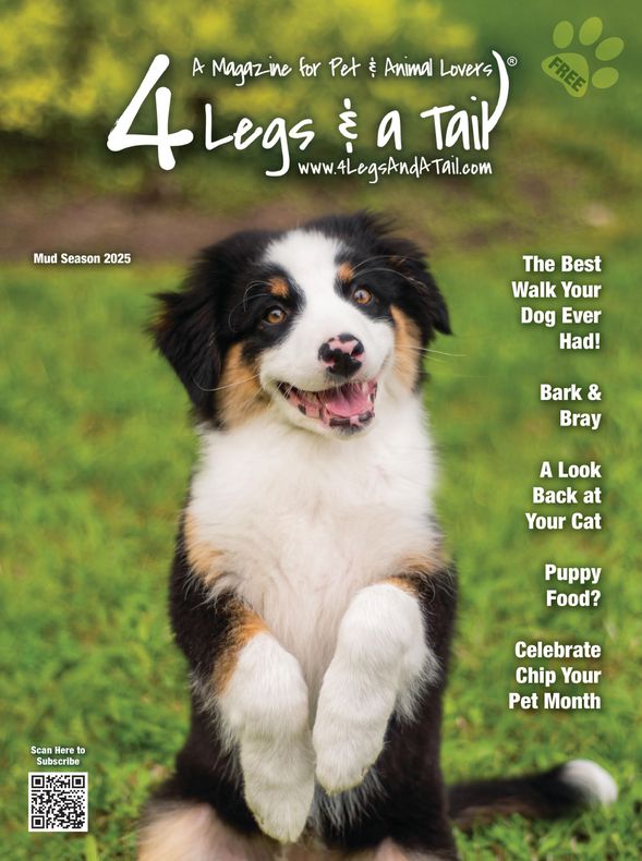 a brown and white dog is on the cover of a magazine called 4 legs & a tail