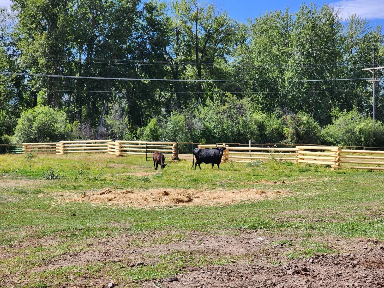 Two cows are standing in a grassy field next to a wooden fence.