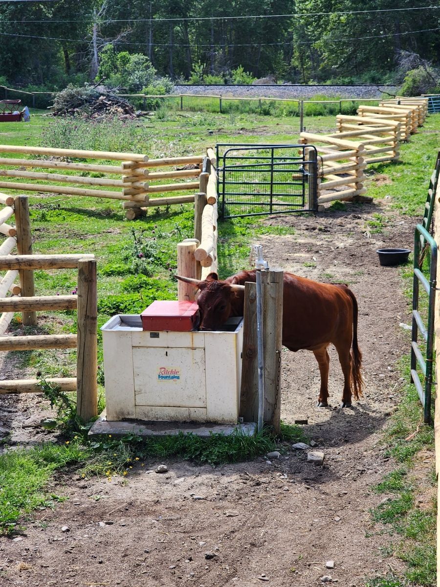 A brown cow is standing next to a water trough in a field.