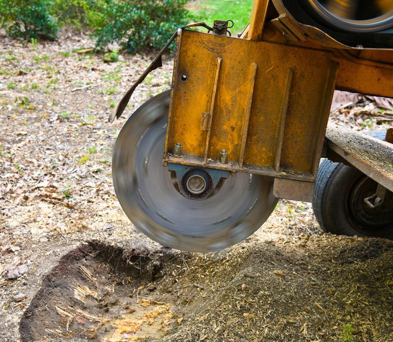 Manteca Stump Grinding Tree Removal Tree Service