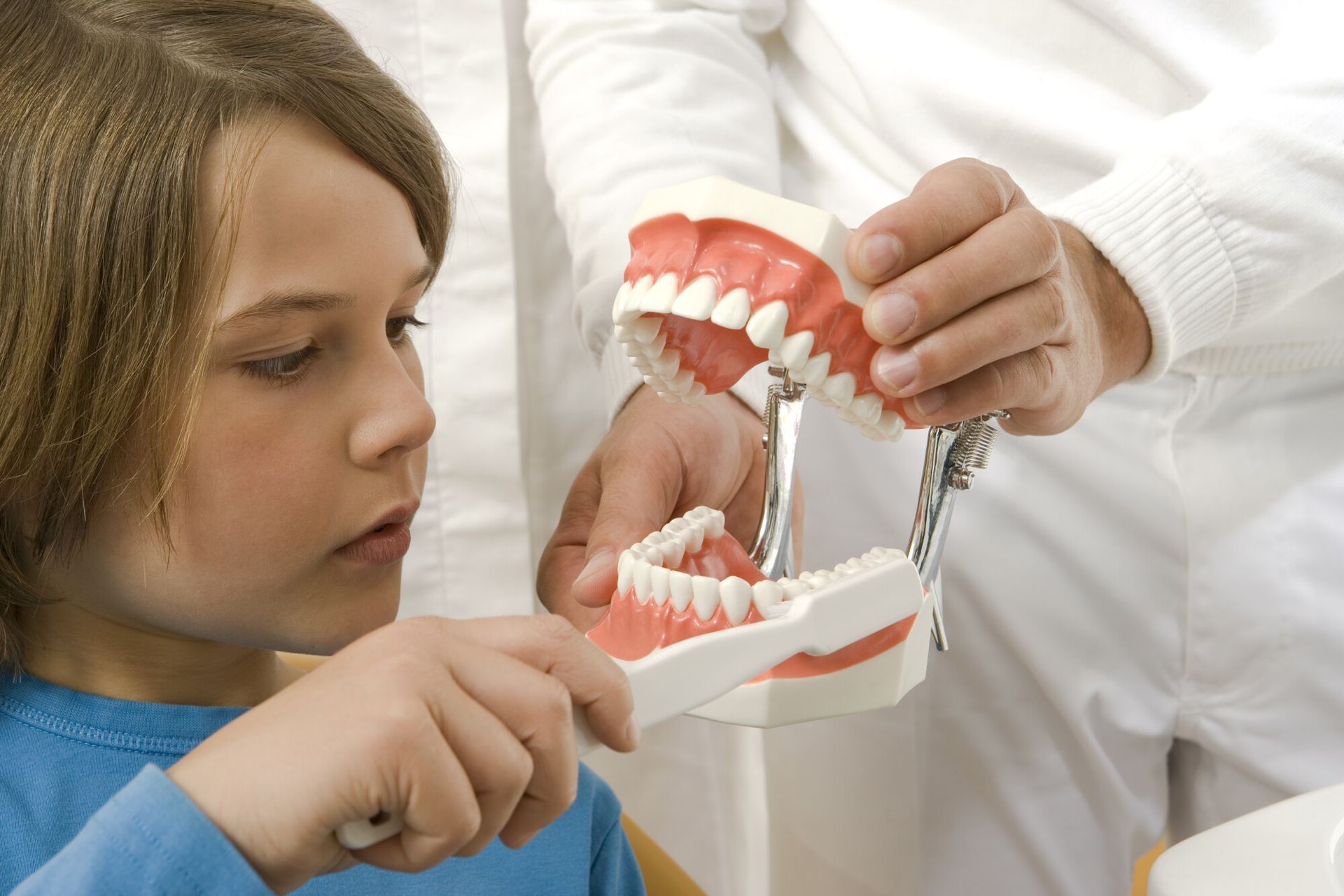 A young boy is brushing his teeth while looking at a model of teeth.
