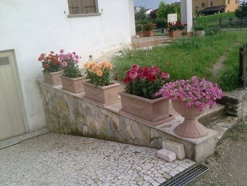 fiori in esposizione