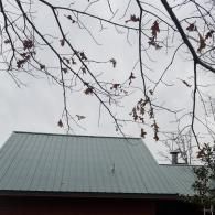 Bare branches with a few remaining brown leaves against a gray sky, over a house with a green corrugated metal roof.