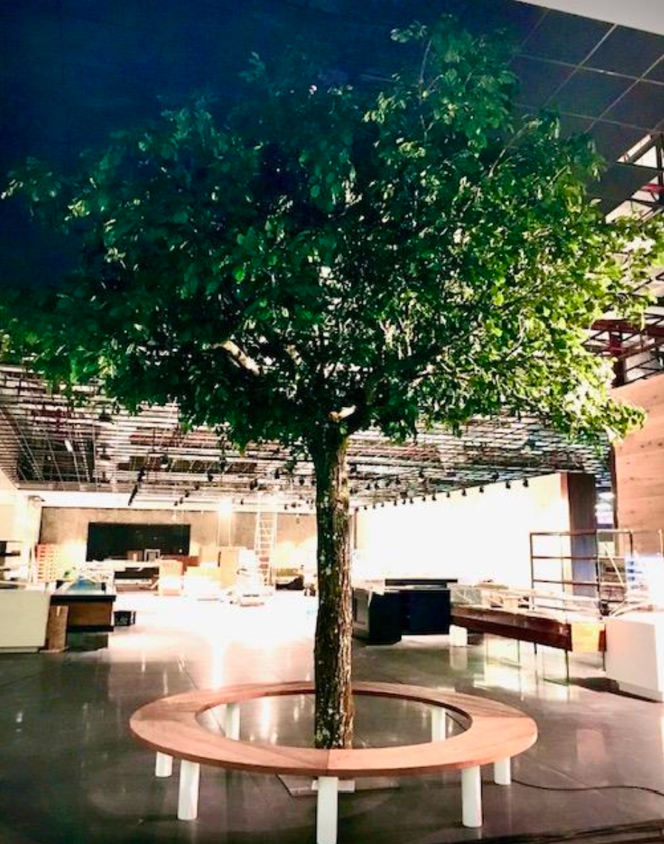 Arbre aux feuilles vertes dans une grande pièce ouverte ; un banc circulaire entoure le tronc.