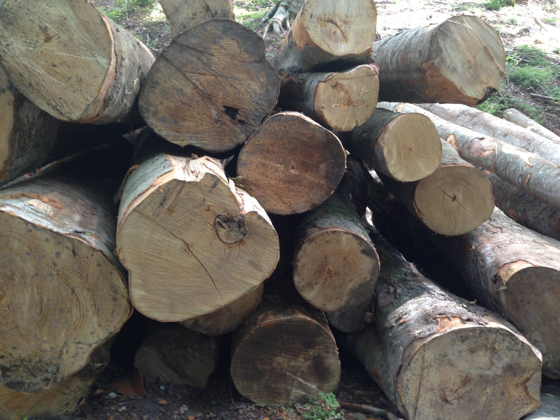 pellet da abete rosso canadese