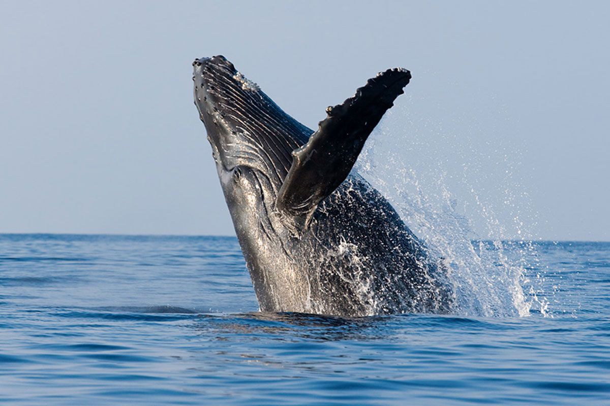 A Whale Is Coming Out Of The Water  β Woongarra Motel In North Haven, NSW