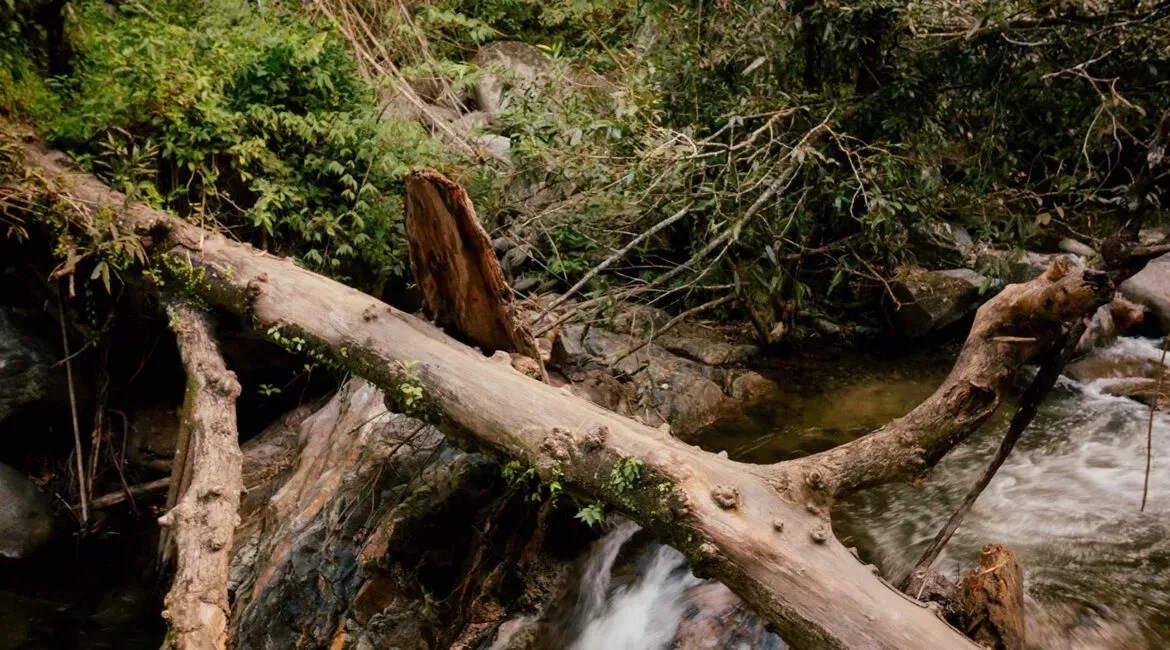 A fallen tree branch is sitting on top of a waterfall.
