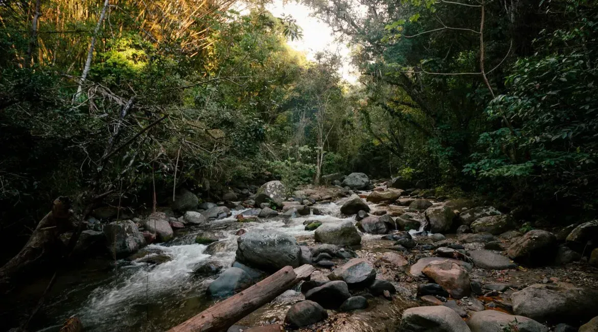 A river runs through a lush green forest.