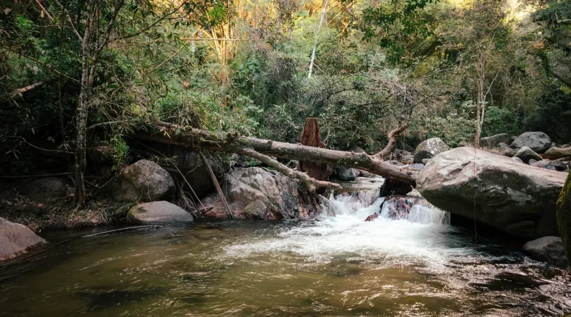 A river flowing through a lush green forest with trees and rocks.