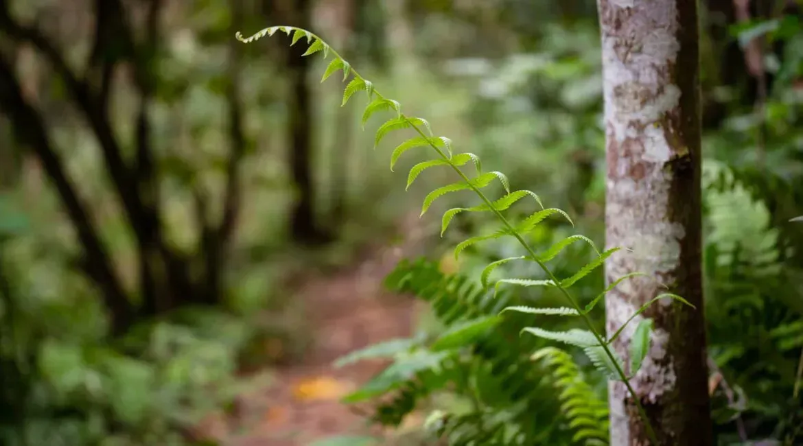 A close up of a fern growing on a tree in a forest.
