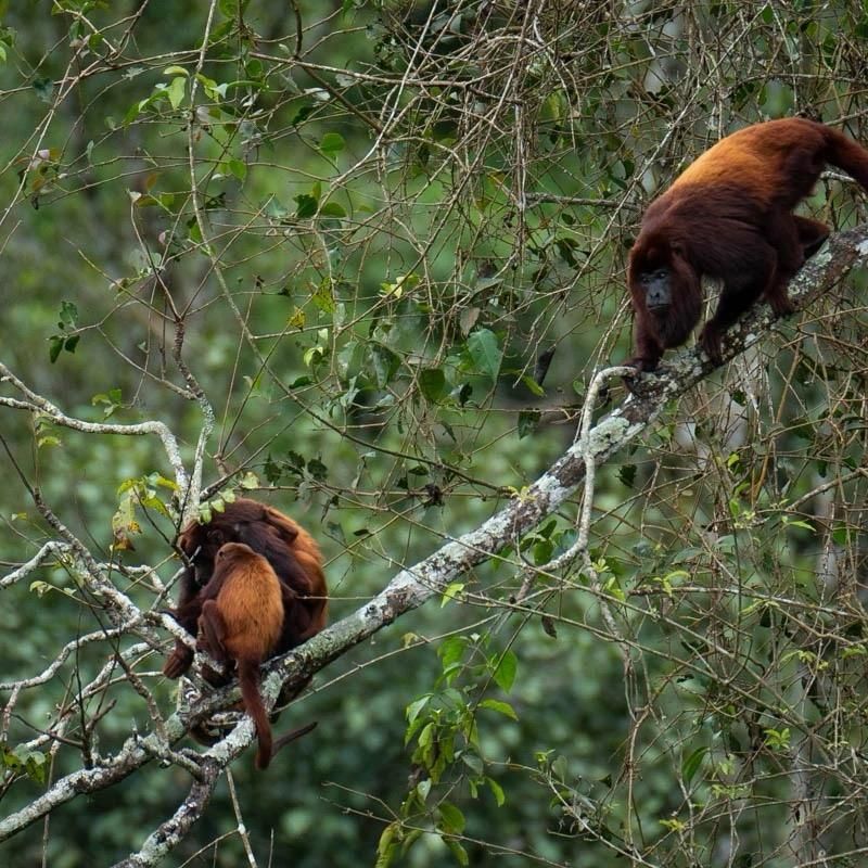 Two monkeys are sitting on a tree branch.