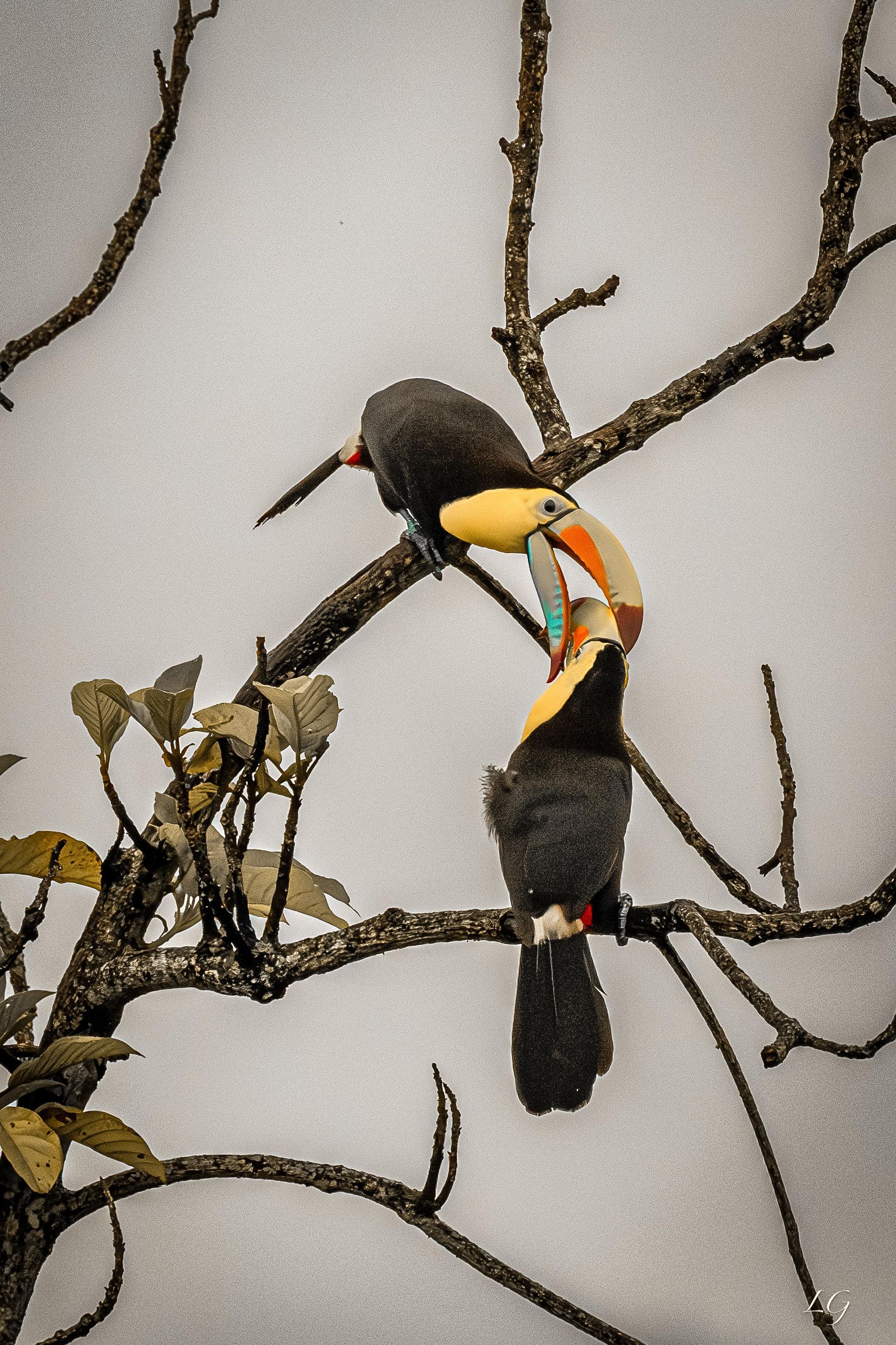 Two toucans are perched on a tree branch