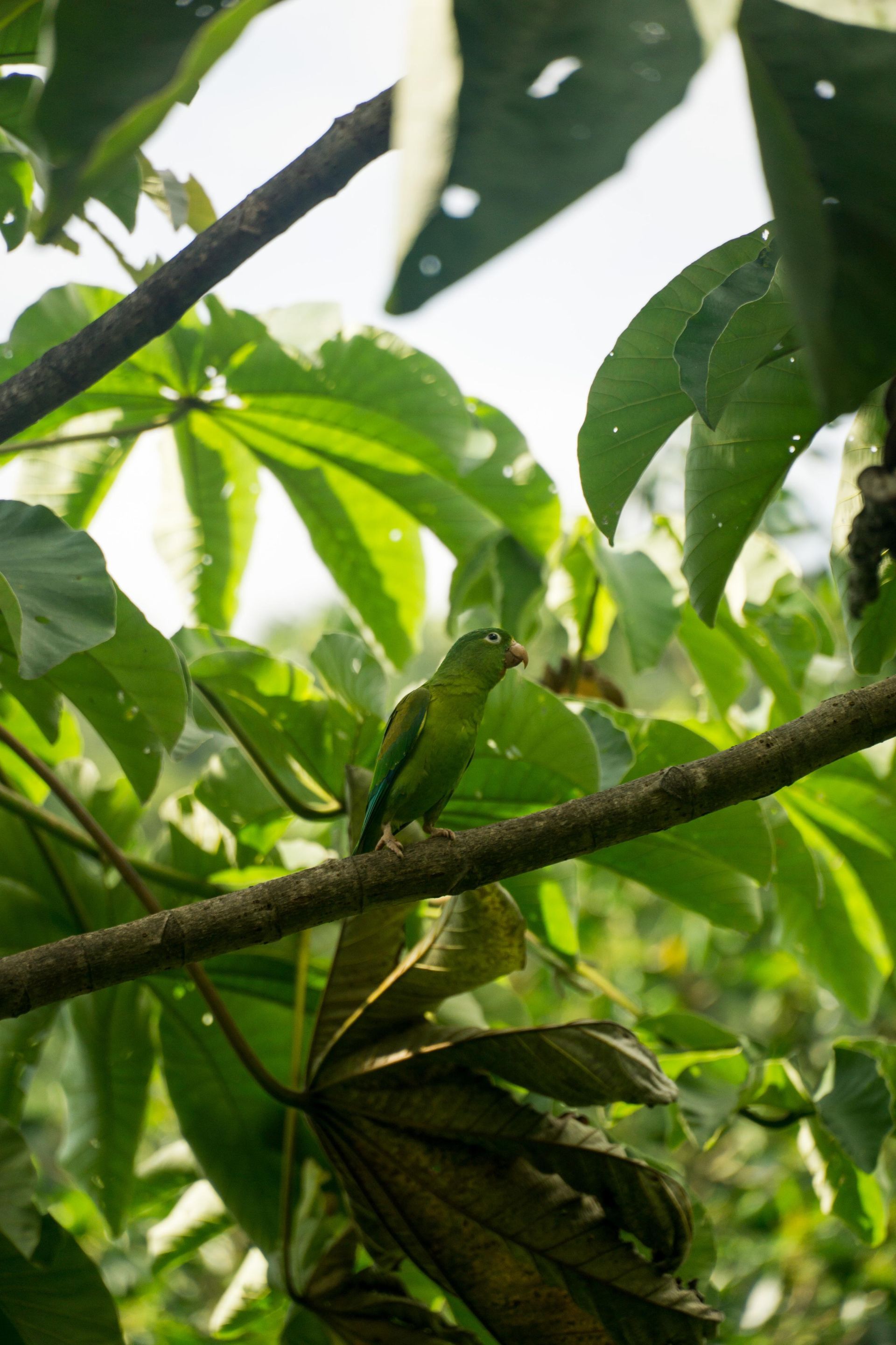 A green bird is perched on a tree branch surrounded by green leaves.