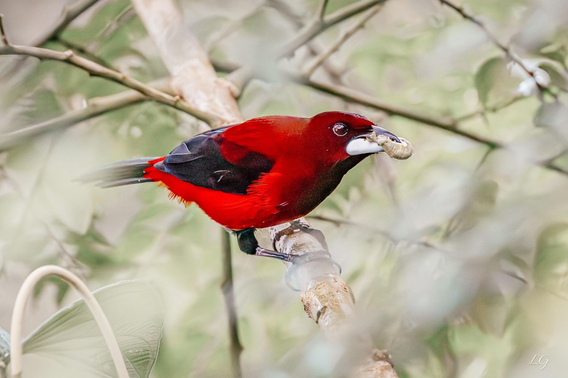 A red and black bird perched on a tree branch with a nut in its beak.