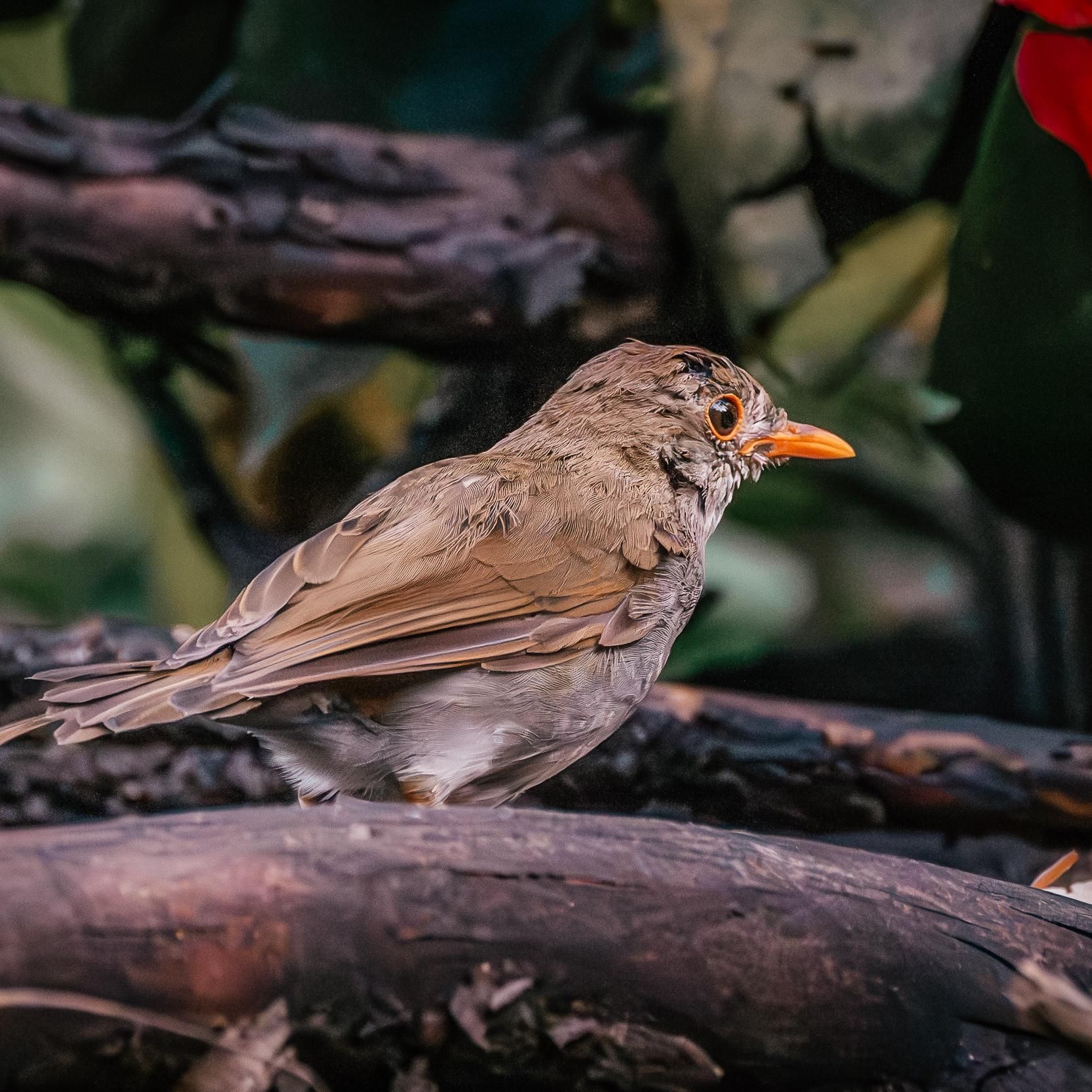 A small bird with an orange beak is perched on a branch.