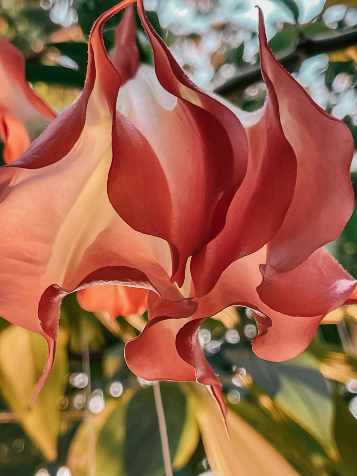 A close up of a red flower with a yellow center