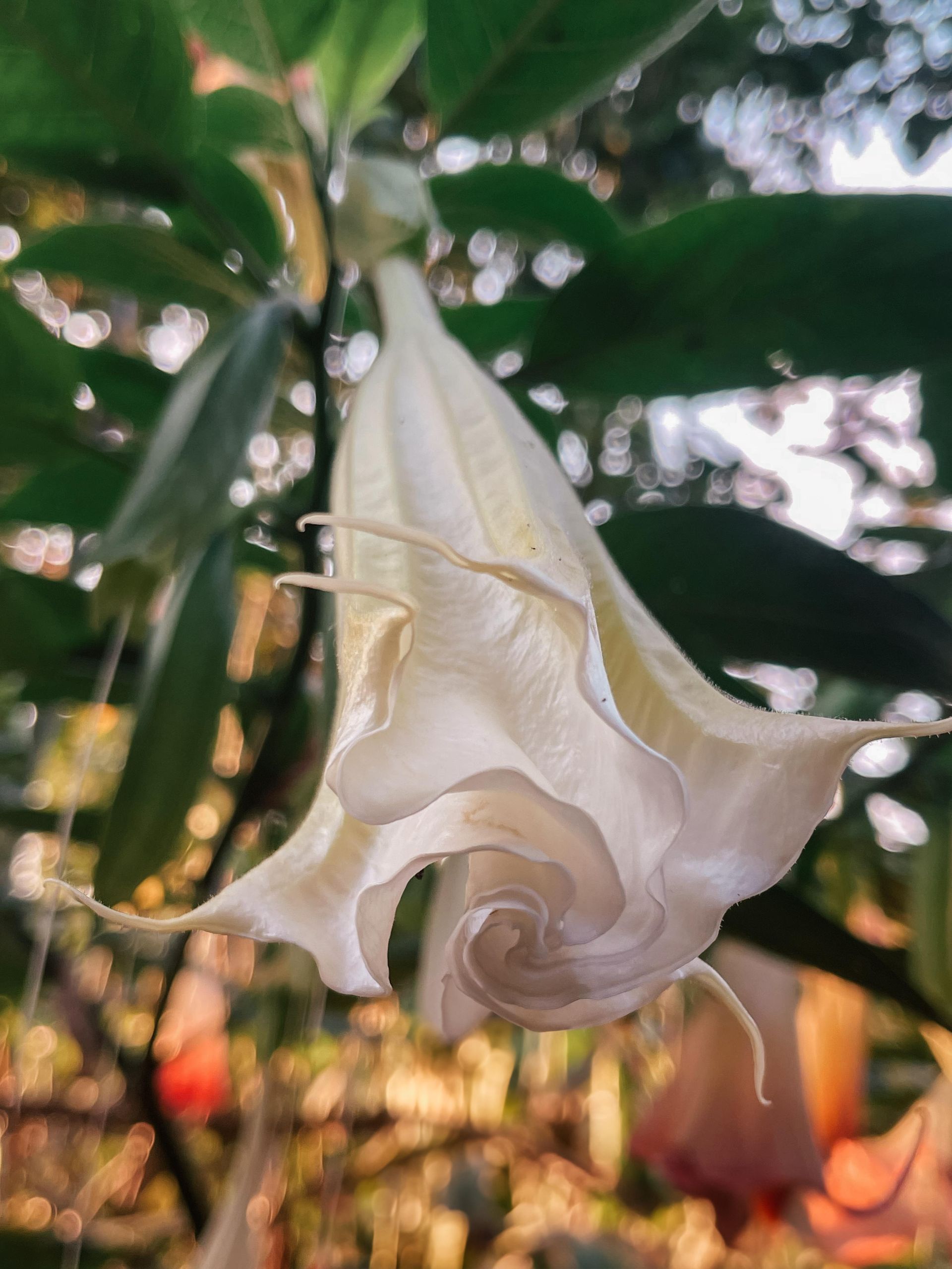 A close up of a white flower with green leaves in the background