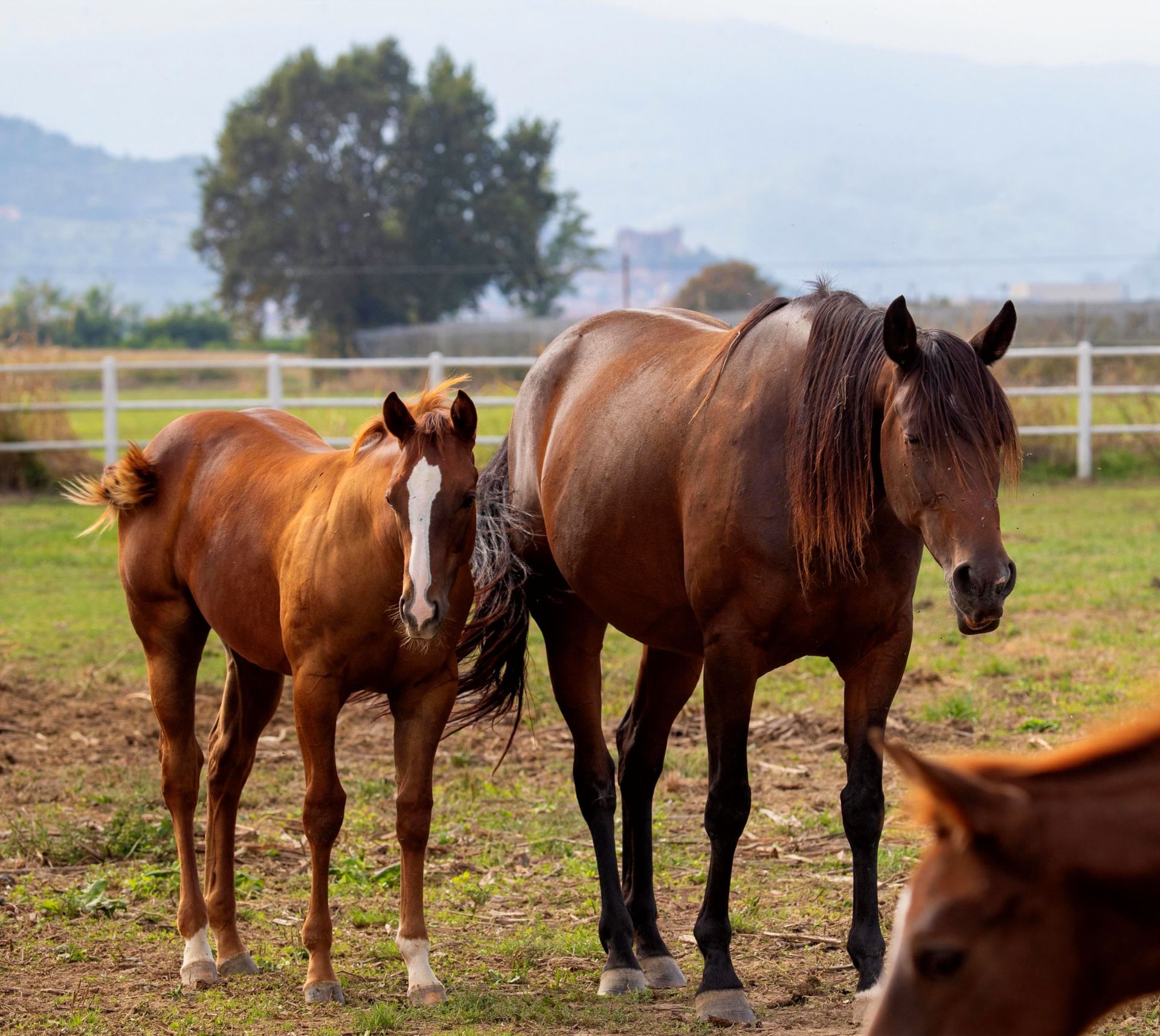 frency frost n honor