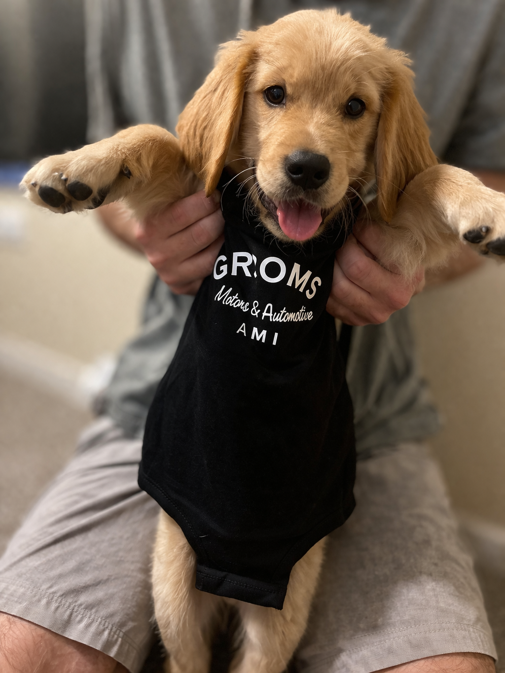 Grooms Pet | Grooms Motors & Automotive