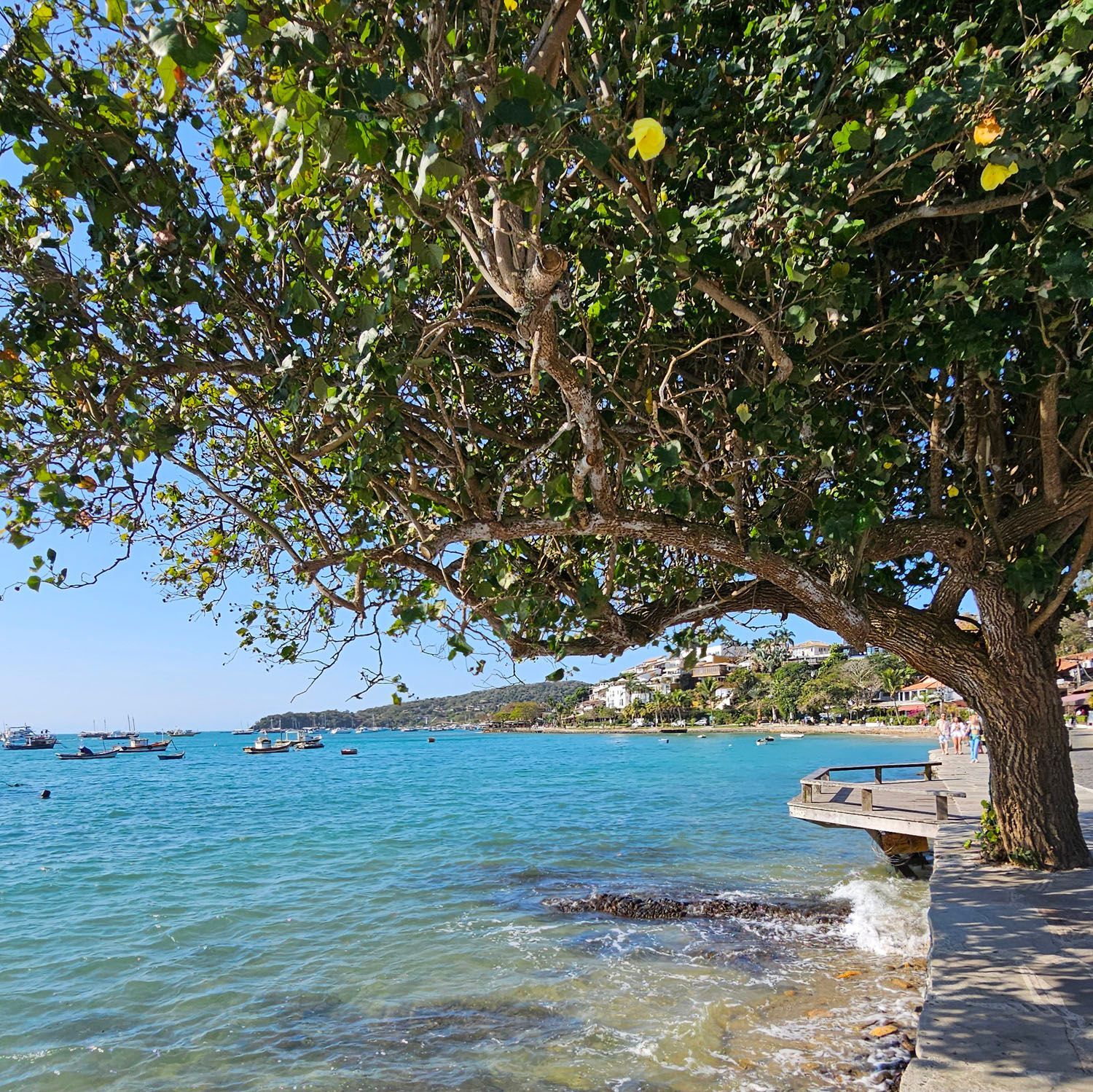 Uma exuberante árvore emoldura a vista para o mar, com água turquesa, barcos e uma cidade distante sob um céu azul.