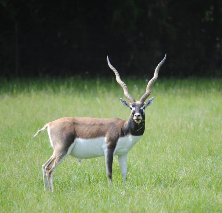 Blackbuck antelope standing in green grass, facing forward with tall spiraled horns