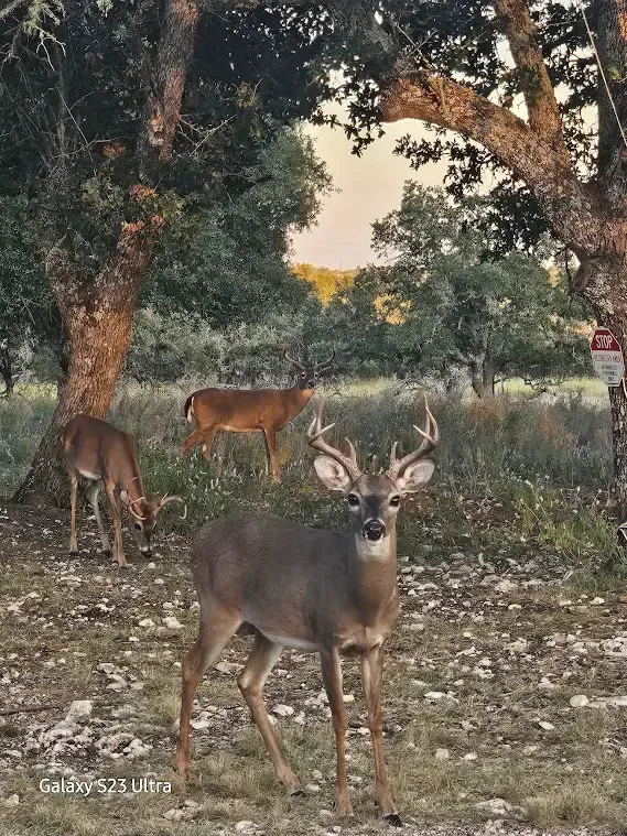 Deer standing in a wooded clearing, one buck in front with two deer grazing behind.