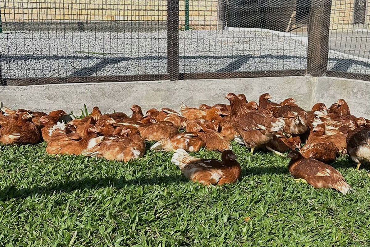 Galinhas poedeiras no aviário da Escola Dinâmica