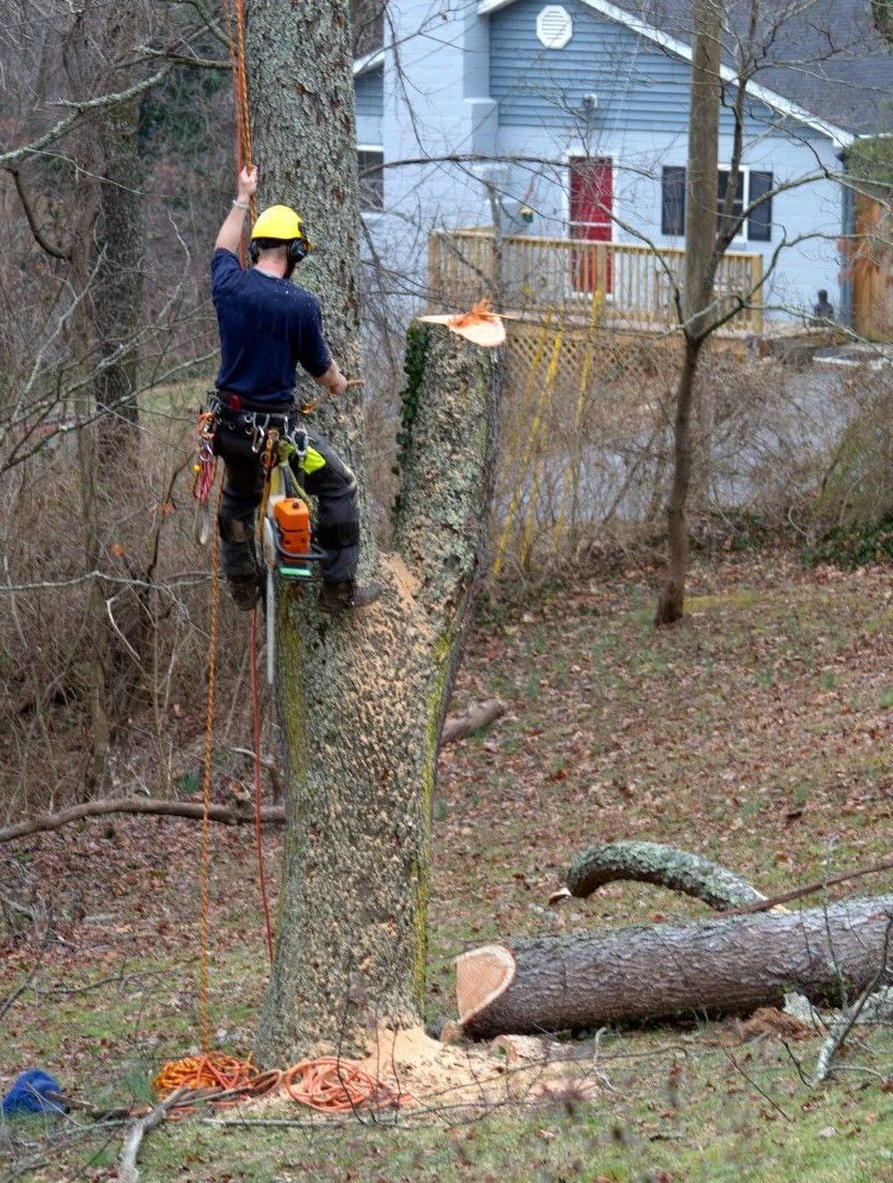 An image of Tree Removal Services in Simsbury, CT