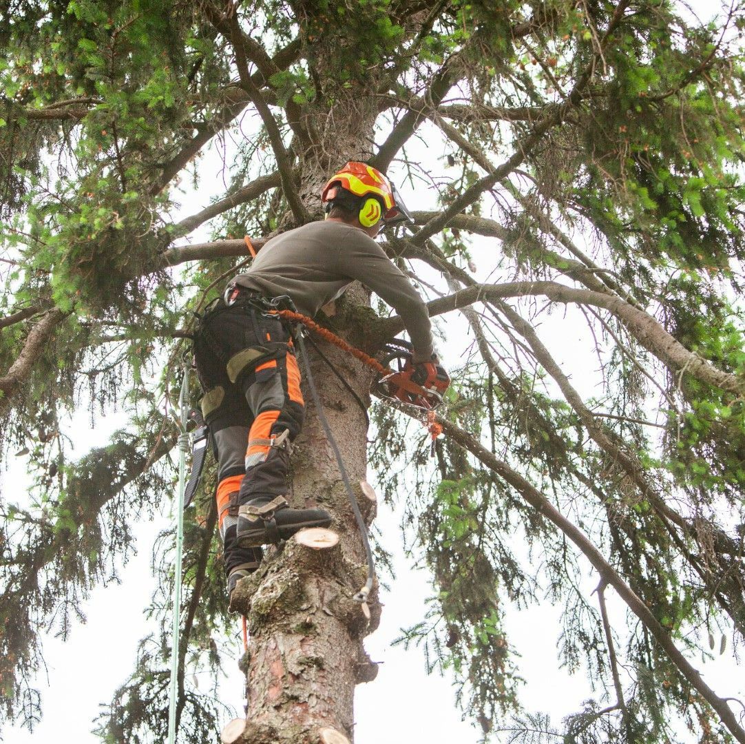 An image of Tree Trimming Services in Simsbury, CT