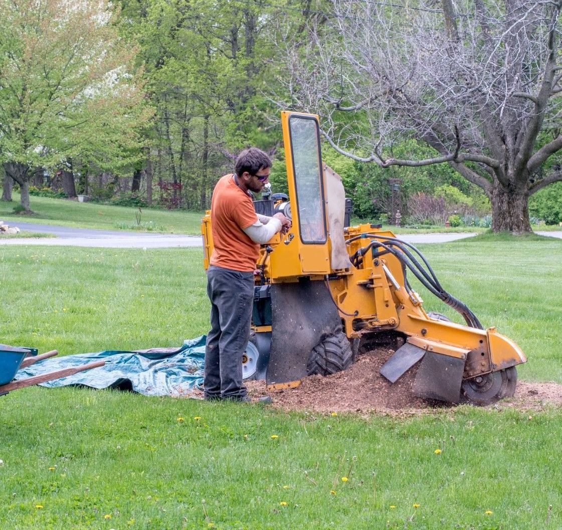 An image of Stump Grinding Services In Simsbury, CT