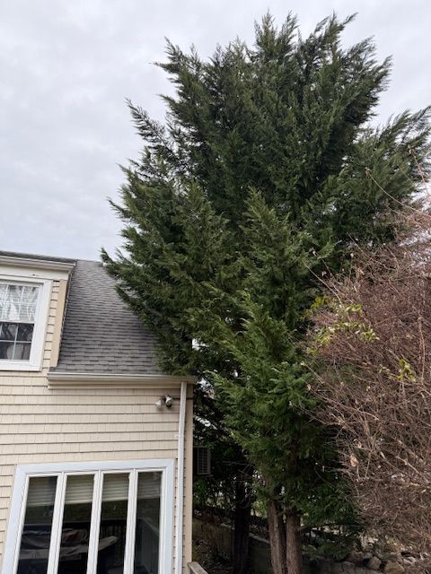 tree too close to house