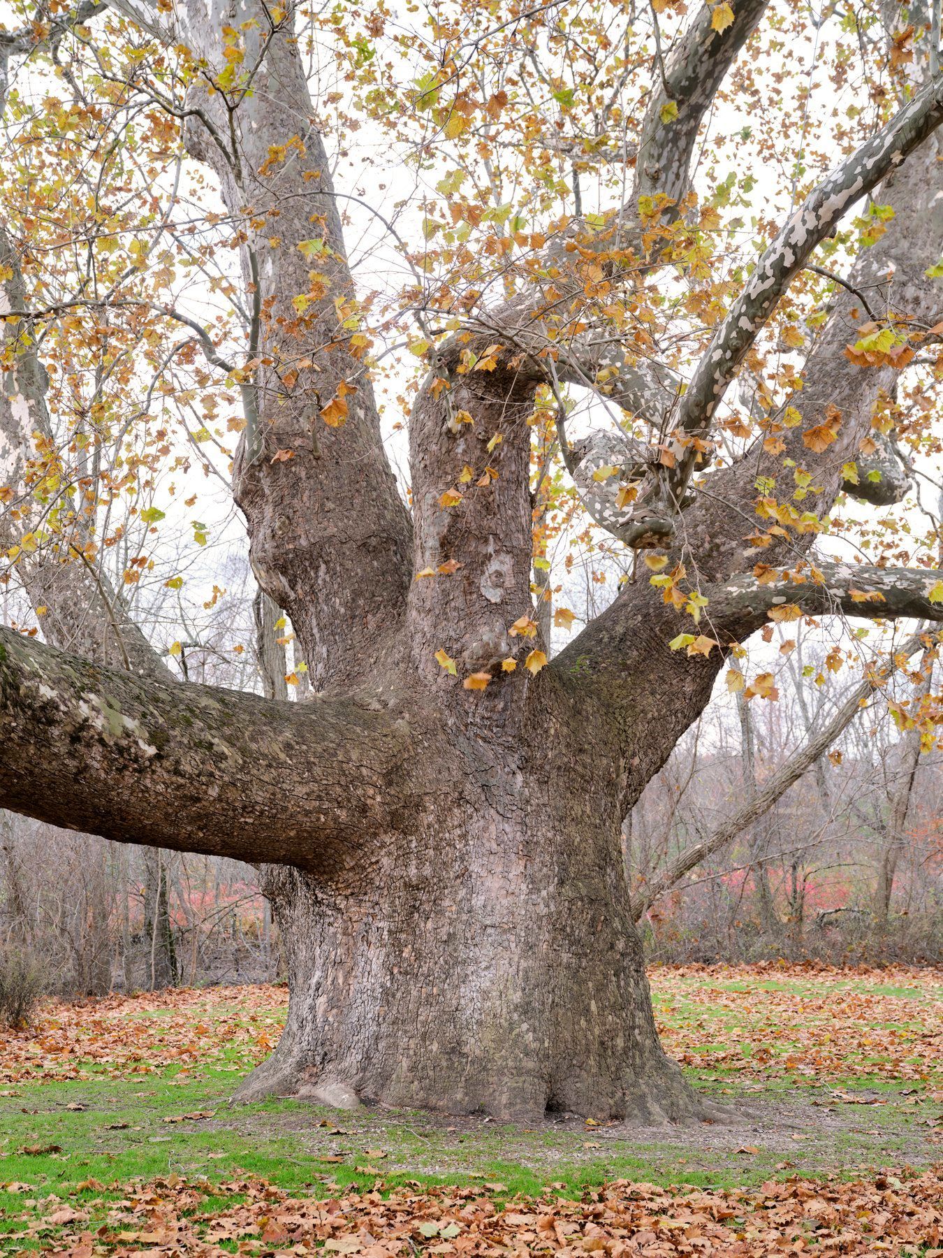 Largest Tree