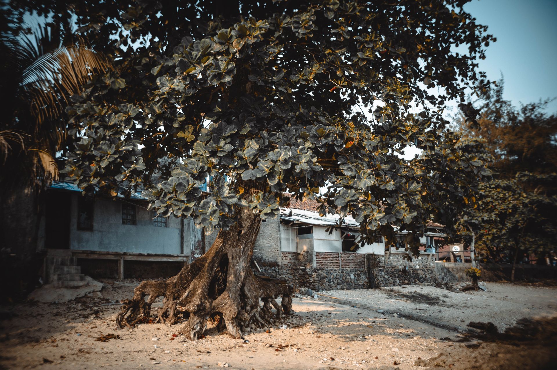 Tree Statute