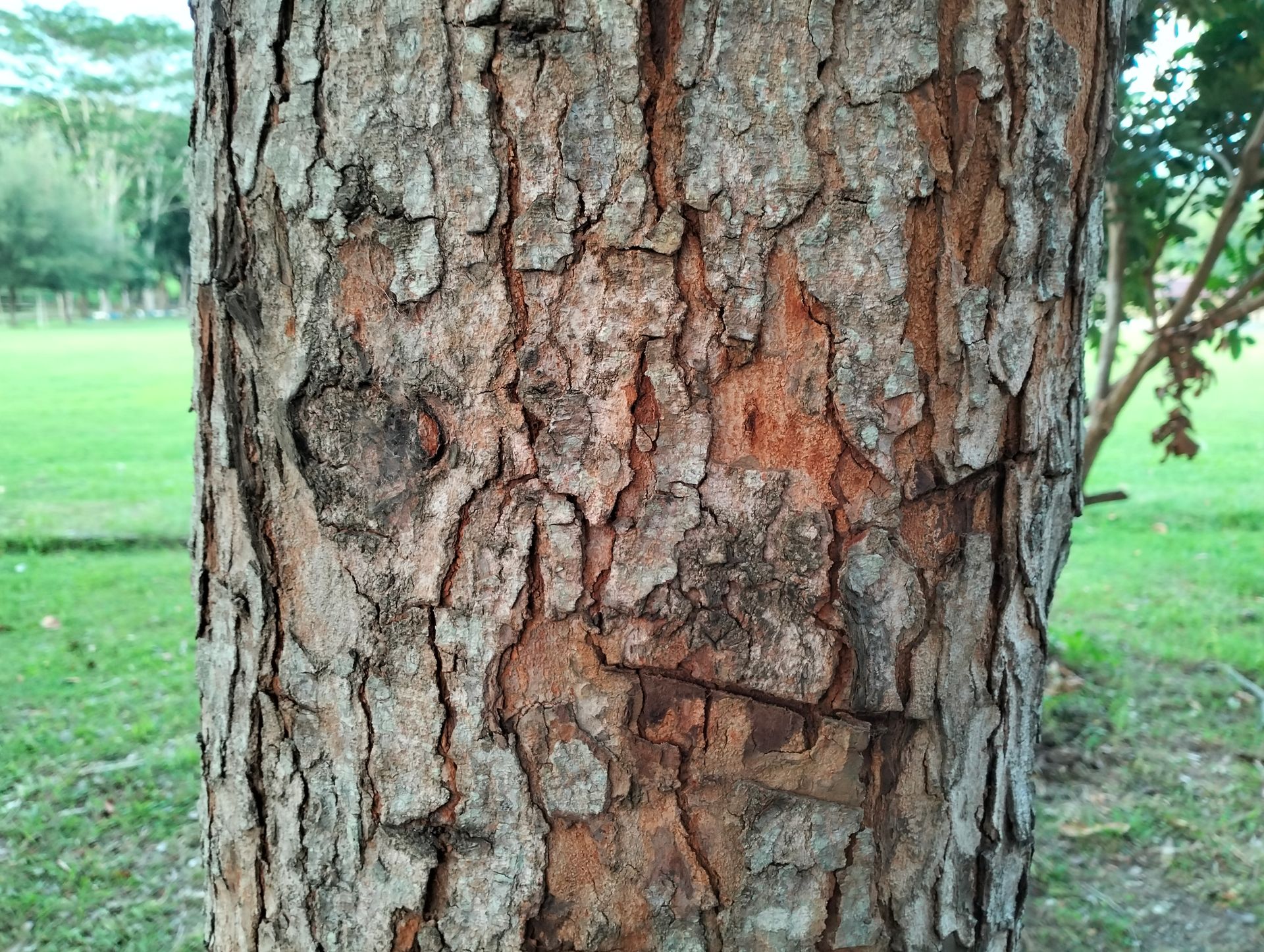 Dying Tree