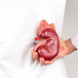 Women Holding a Kidney Model - Kidney Doctor in Northeast, IL