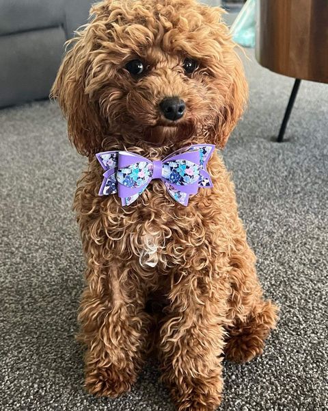 little dog grooming and brushing