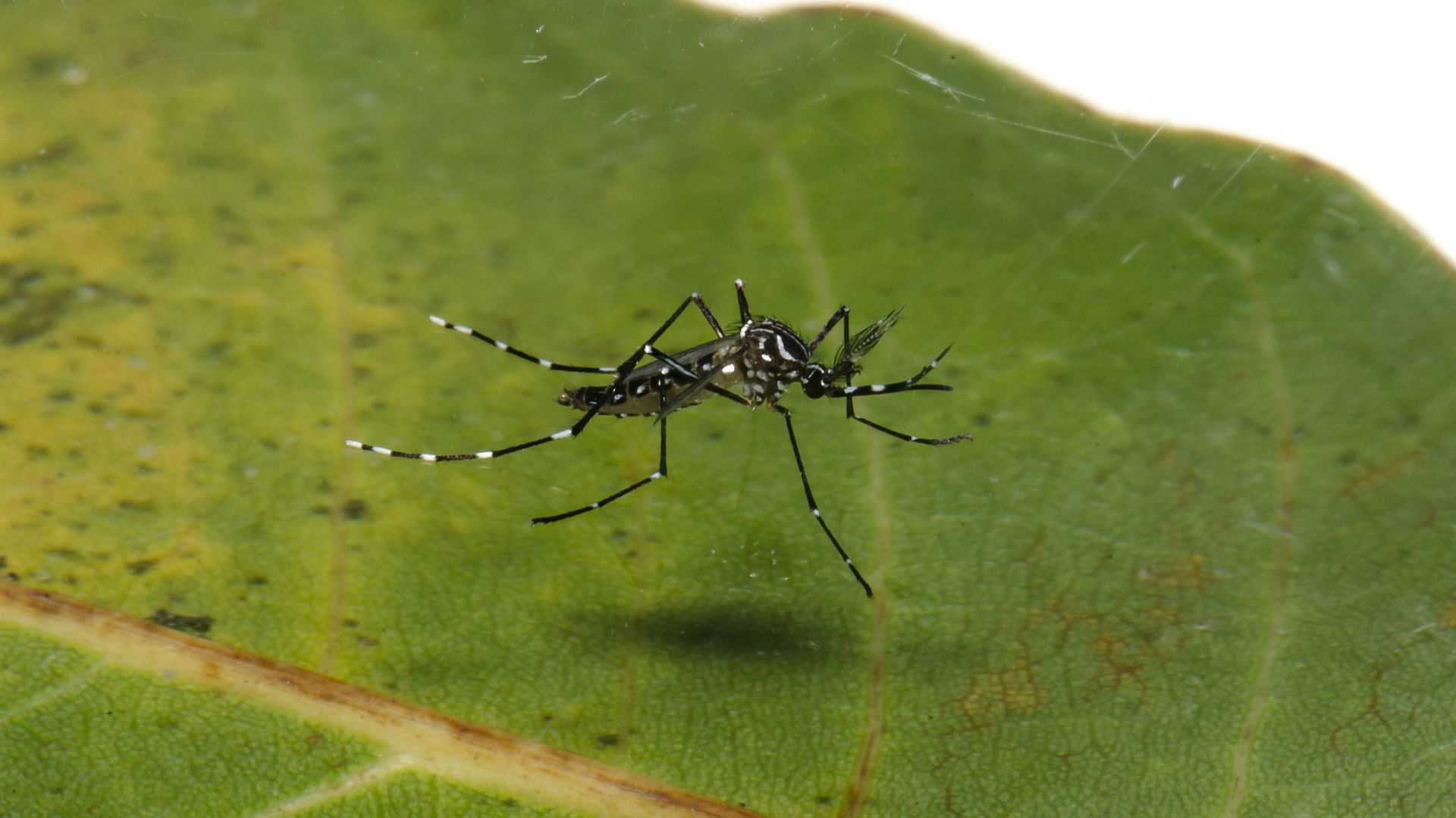 Macho do mosquito Aedes aegypti. Foto de Fundação Oswaldo Cruz