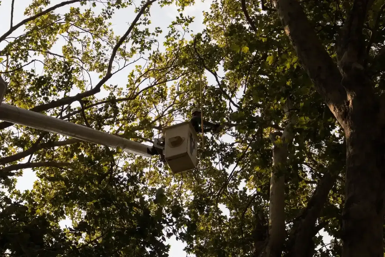 Bucket lift among tree branches in a wooded area