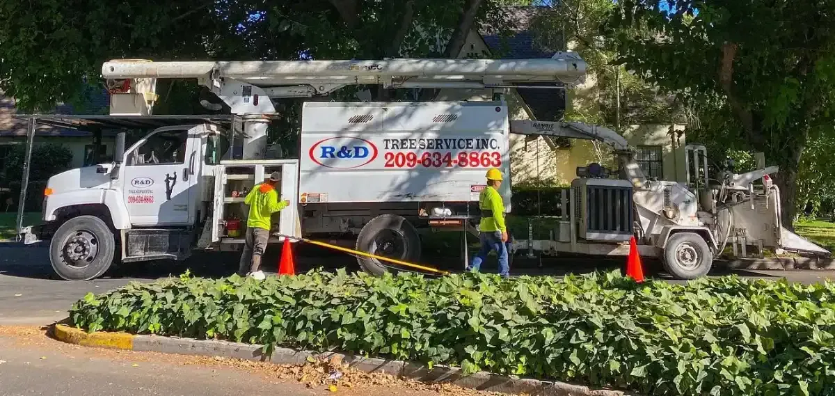 Utility truck with bucket lift and workers trimming trees beside a hedge-lined street