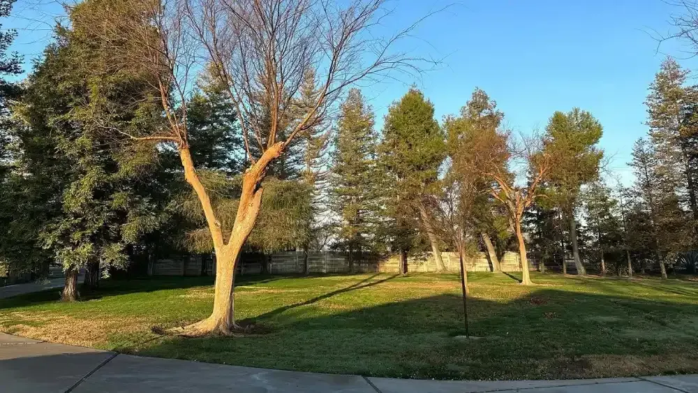 Sunlit park with leafless and evergreen trees, grassy lawn, and a paved path at dusk
