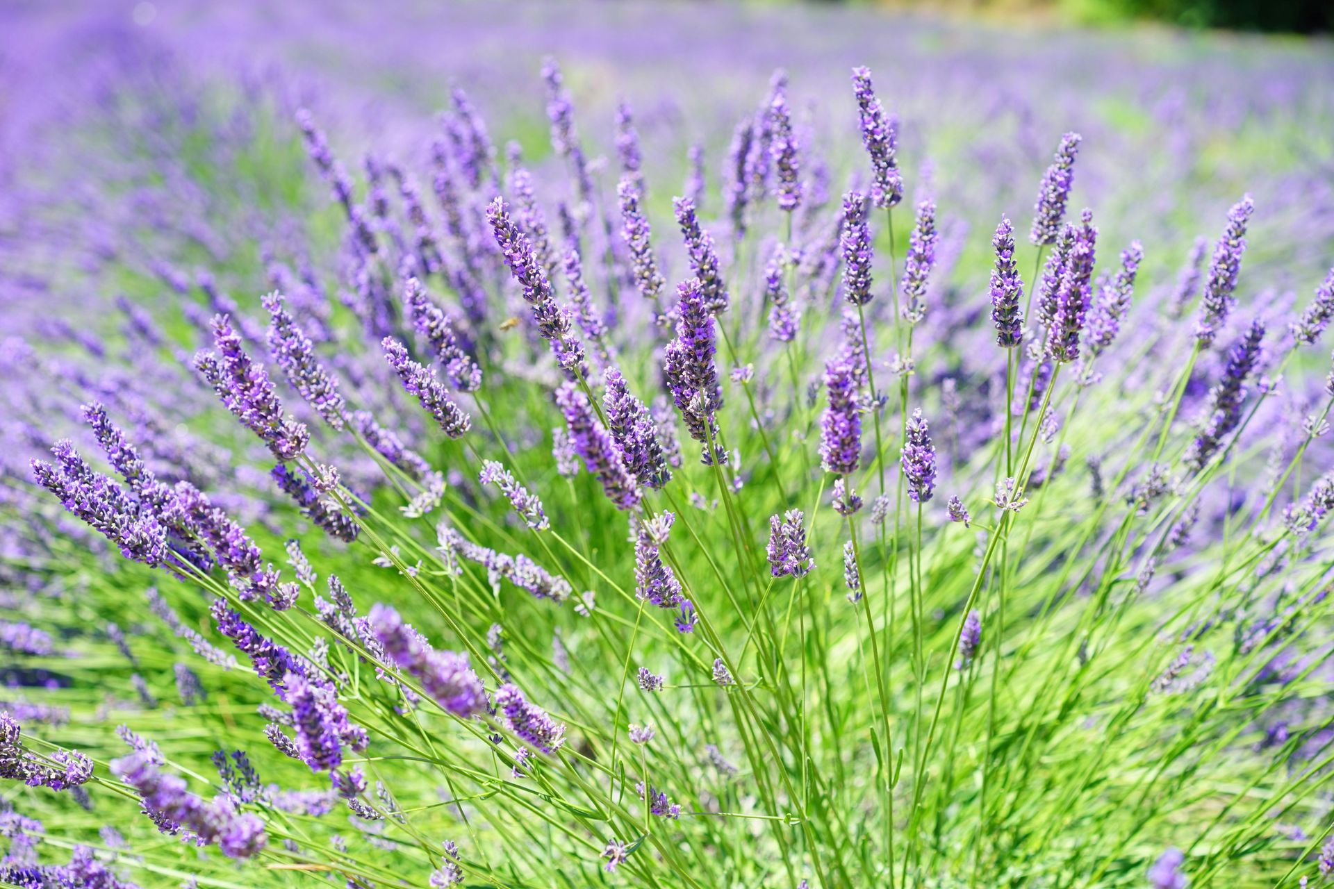 Campo de lavanda mostrando uma vista em close de plantas com flores roxas vibrantes e caules e folhagens verdes.