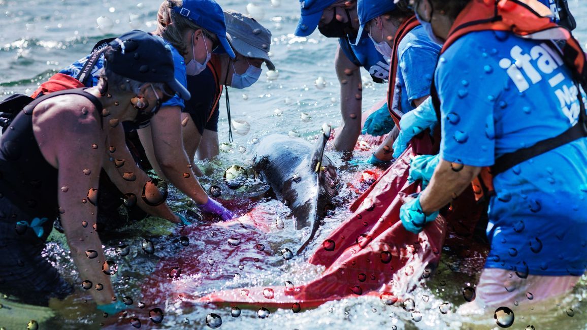 a non-profit group of people are rescuing a dolphin from the water .