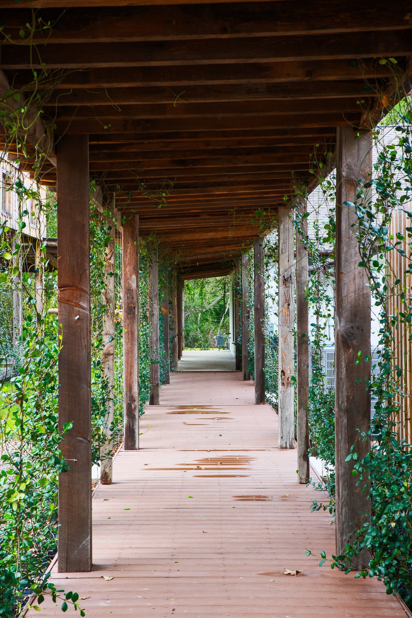Wooden pergola walkway with vines, leading to a green opening in the distance.