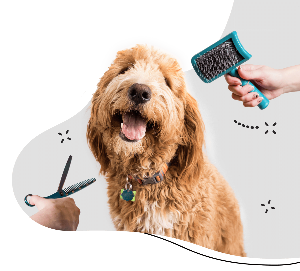 A smiling golden doodle being groomed with scissors and a brush.