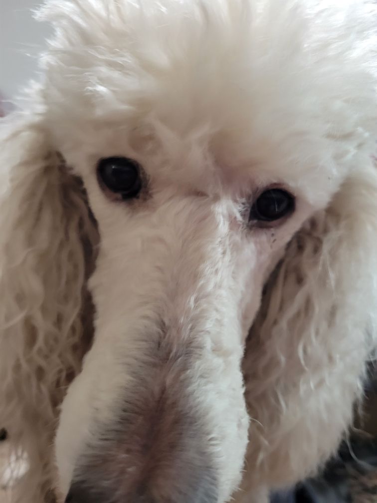 White poodle looking directly at the viewer with dark eyes and curly fur.