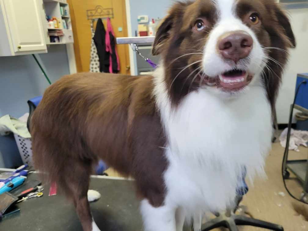 Brown and white dog with open mouth, trimmed fur, standing in a grooming setting.
