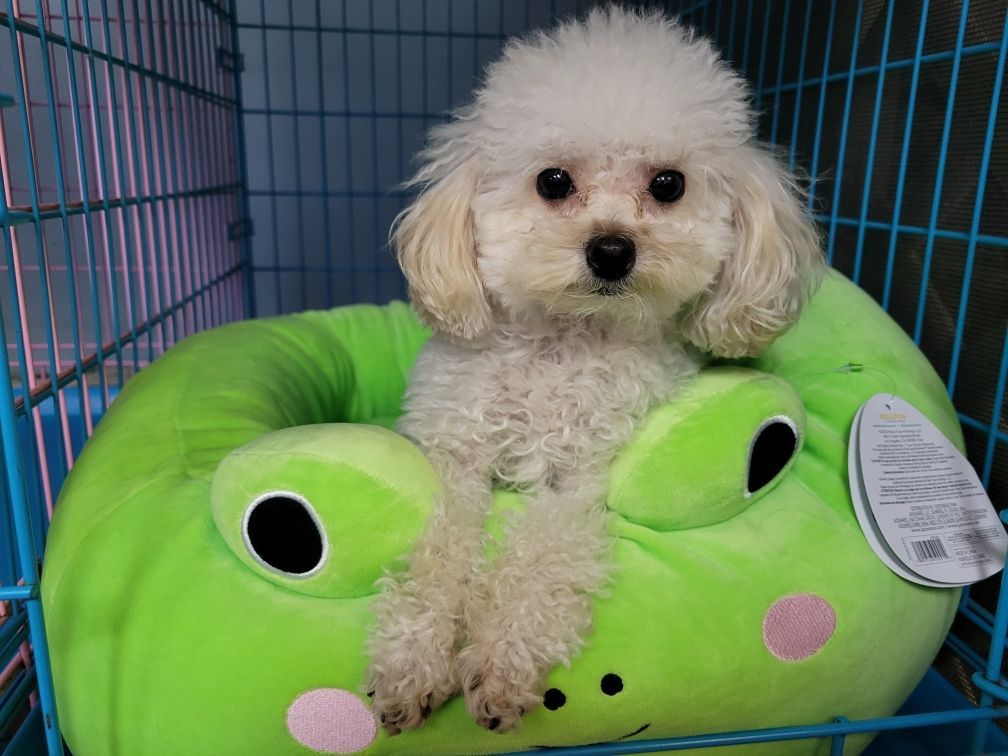 White poodle sits in a green frog-shaped bed inside a blue-walled enclosure.