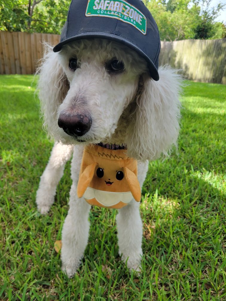 White poodle wearing a Safari Zone hat and Eevee-themed pouch, standing in grass.
